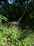 Campanula rapunculoides