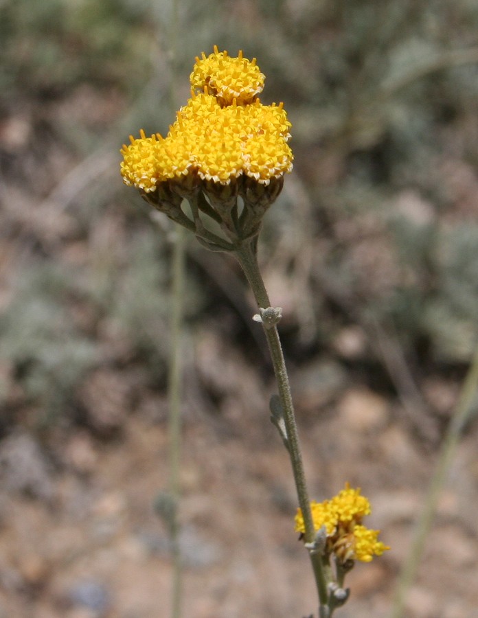 Image of Hippolytia darvasica specimen.