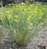 Euphorbia seguieriana