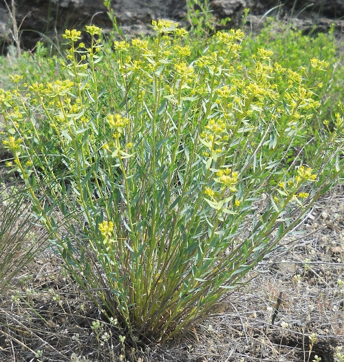Изображение особи Euphorbia seguieriana.