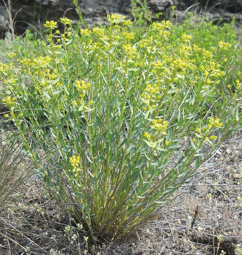 Изображение особи Euphorbia seguieriana.