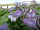 Pennellianthus frutescens