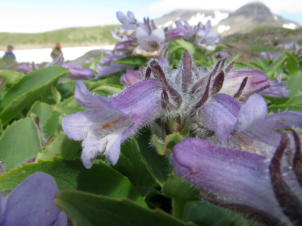 Image of Pennellianthus frutescens specimen.