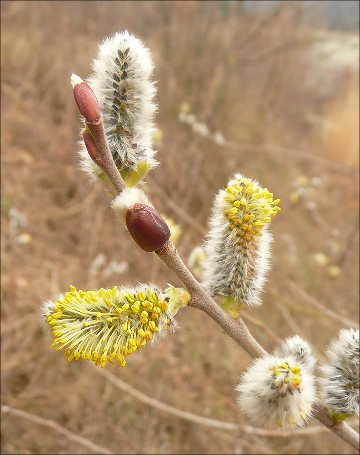 Изображение особи Salix caprea.