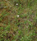 Eriophorum vaginatum. Плодоносящие растения. Мурманская обл., Кандалакшский р-н, окр. пос. Лувеньга, болотце у подножия гор Лувеньгские Тундры. 01.07.2010.