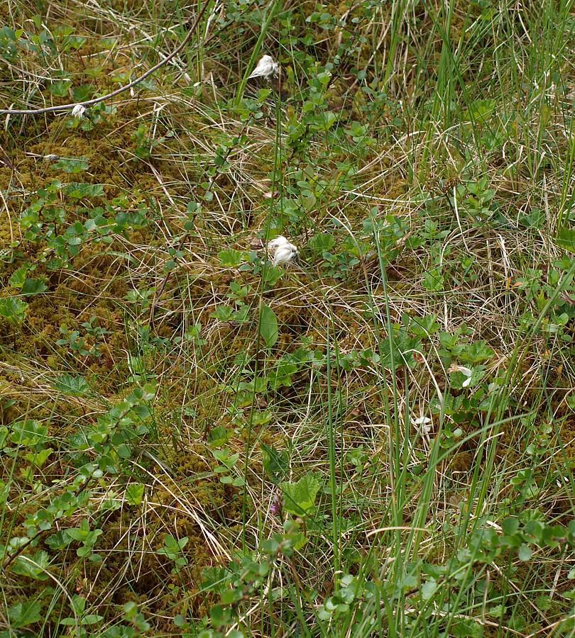 Изображение особи Eriophorum vaginatum.