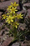 Gagea bulbifera