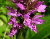 Dactylorhiza sibirica