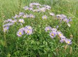 Aster amellus