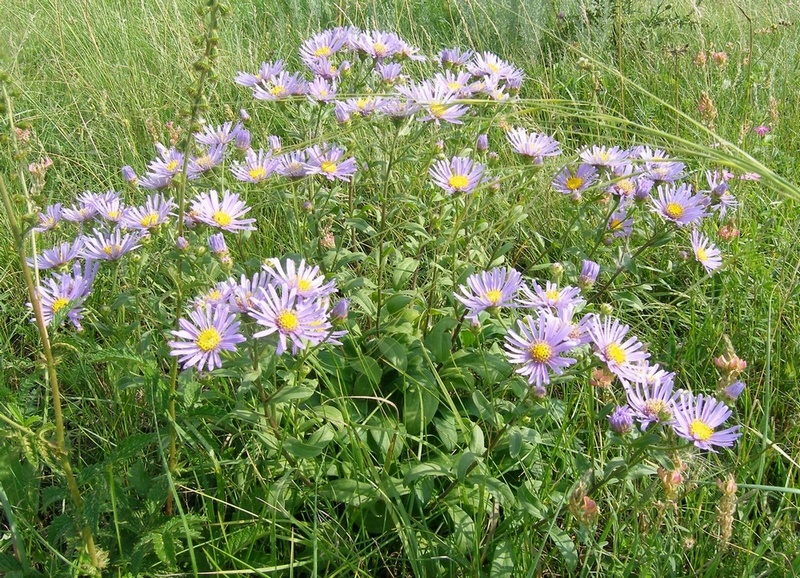 Изображение особи Aster amellus.