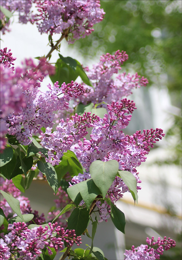 Изображение особи Syringa vulgaris.