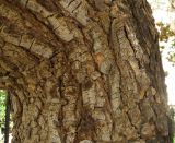 Erythrina crista-galli. Часть ствола. Израиль, Шарон, г. Герцлия, в культуре. 24.05.2012.