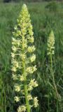 Reseda lutea