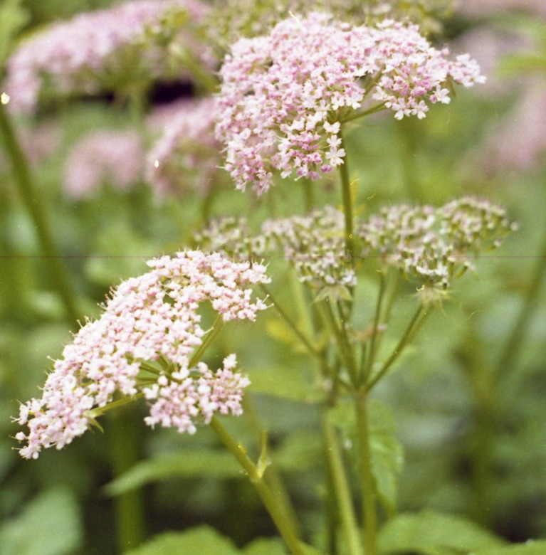 Изображение особи Chaerophyllum hirsutum.