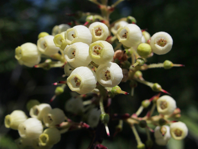 Изображение особи Arbutus andrachne.