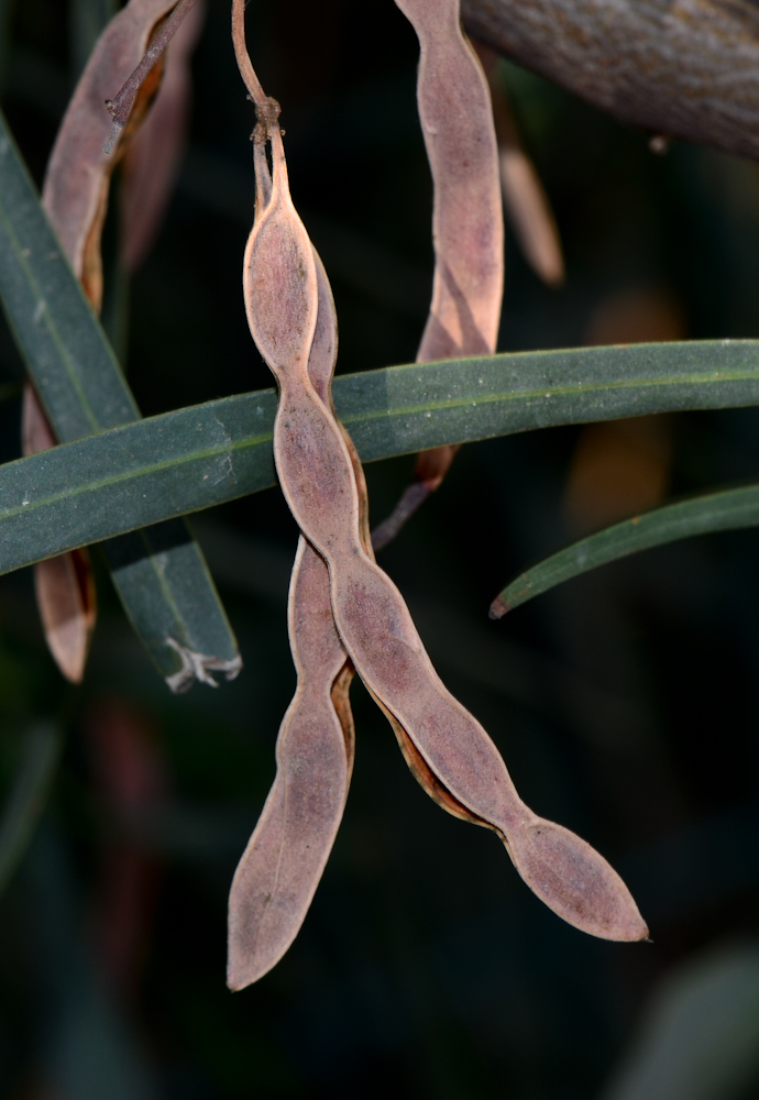 Image of Acacia saligna specimen.