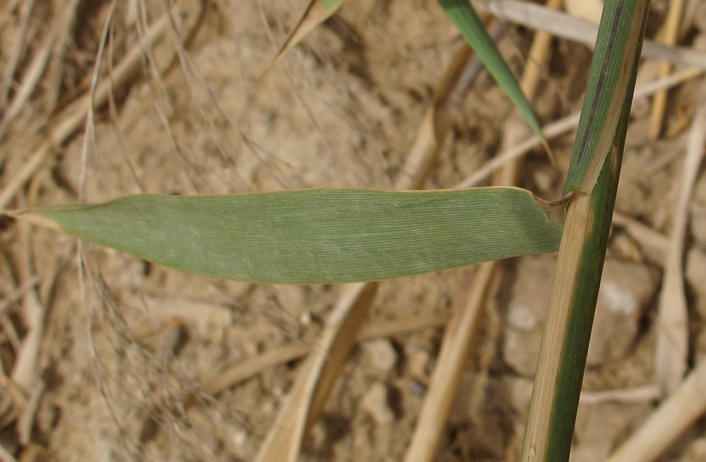 Image of Phragmites australis specimen.