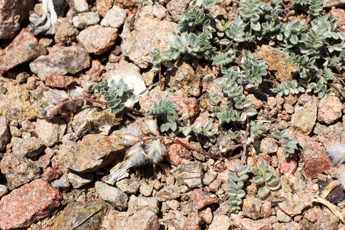 Image of Oxytropis jucunda specimen.