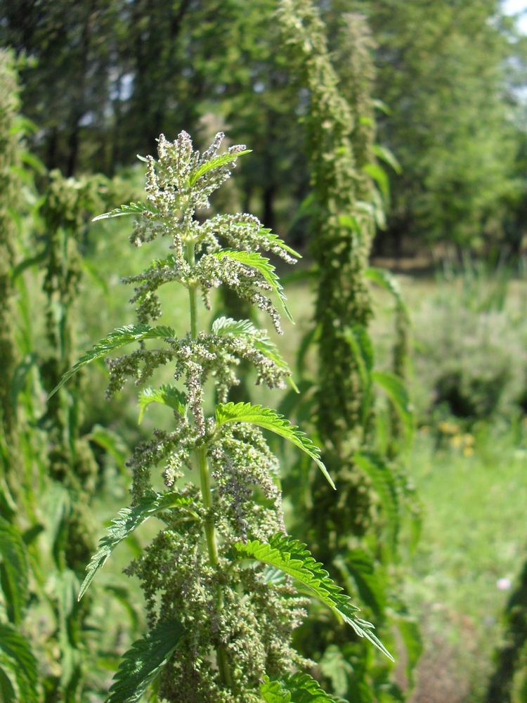 Изображение особи Urtica dioica.