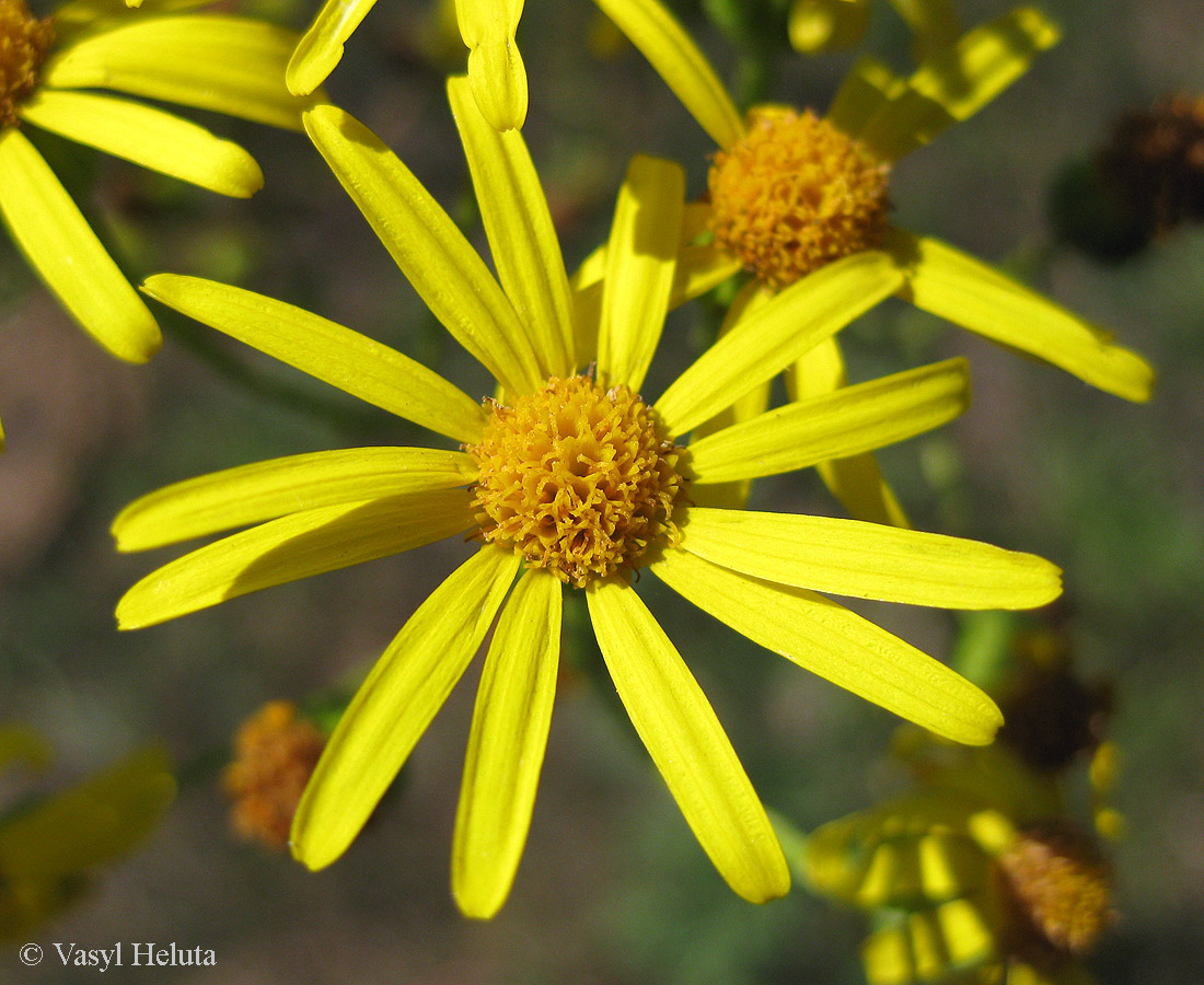 Изображение особи Senecio jacobaea.