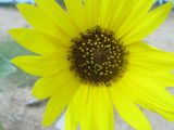 Helianthus lenticularis