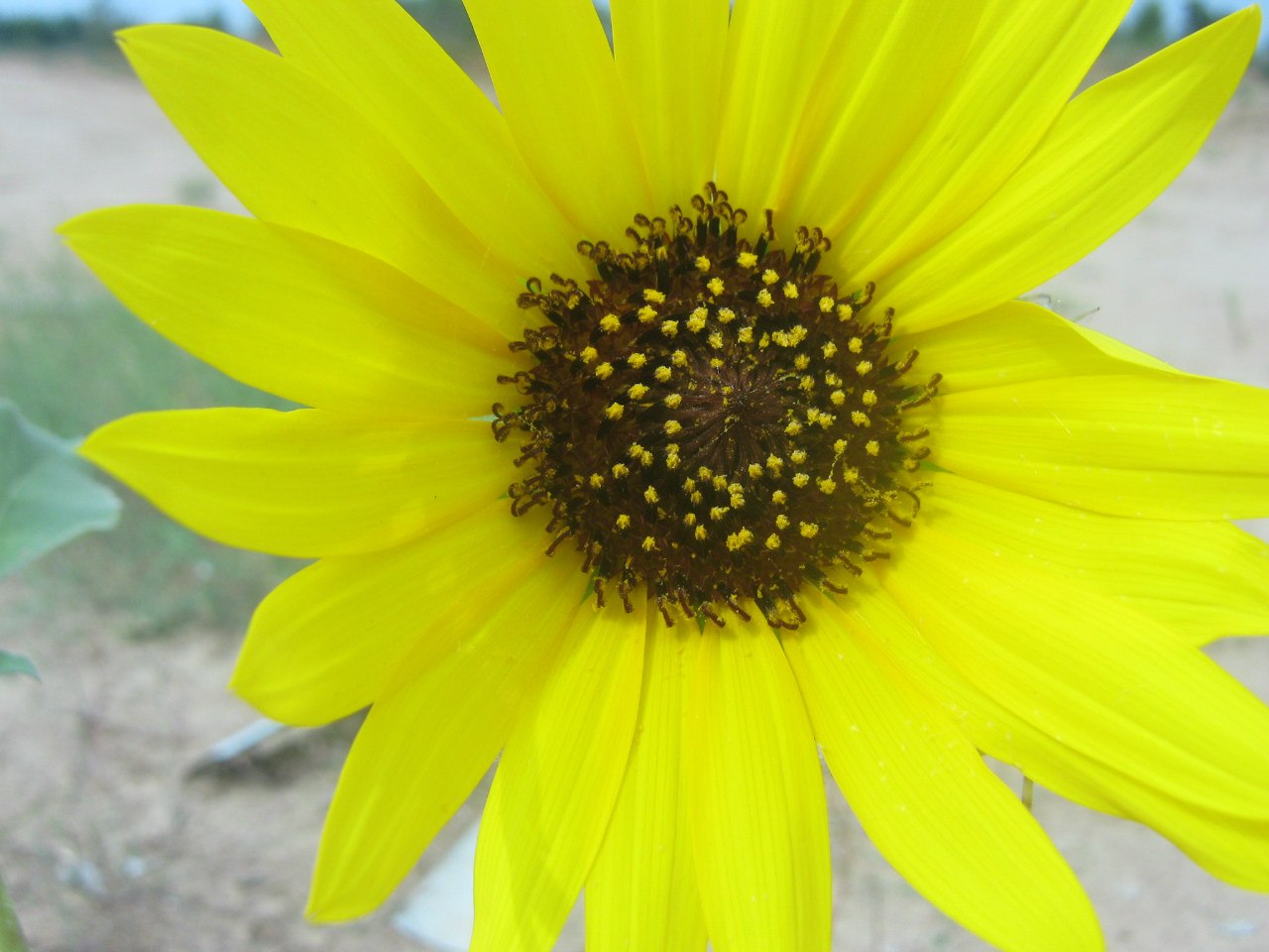 Изображение особи Helianthus lenticularis.