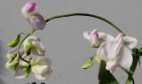 Lathyrus latifolius