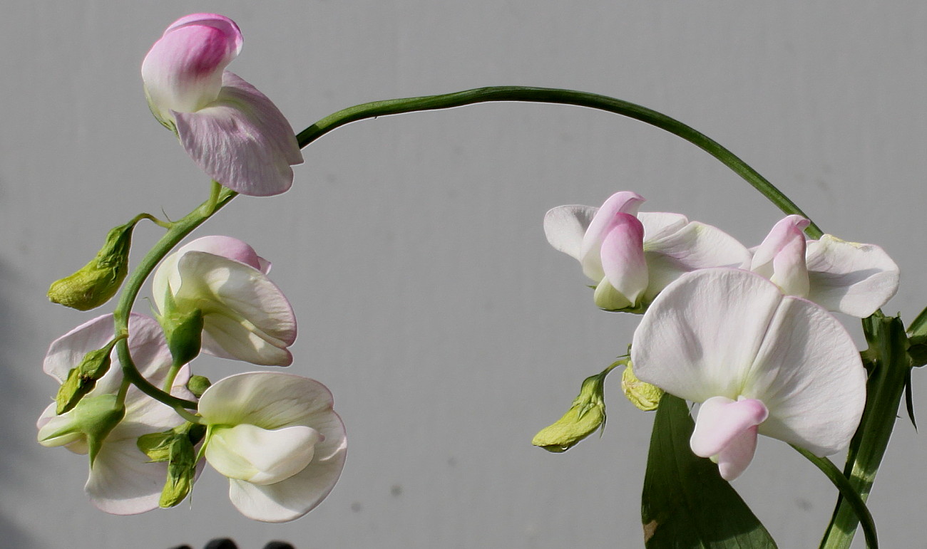 Изображение особи Lathyrus latifolius.