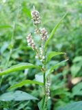 Persicaria lapathifolia