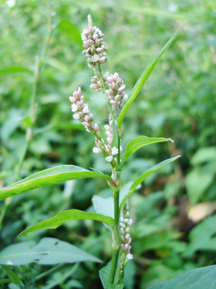 Изображение особи Persicaria lapathifolia.