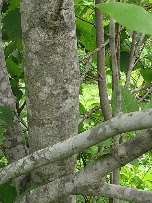 Image of genus Magnolia specimen.