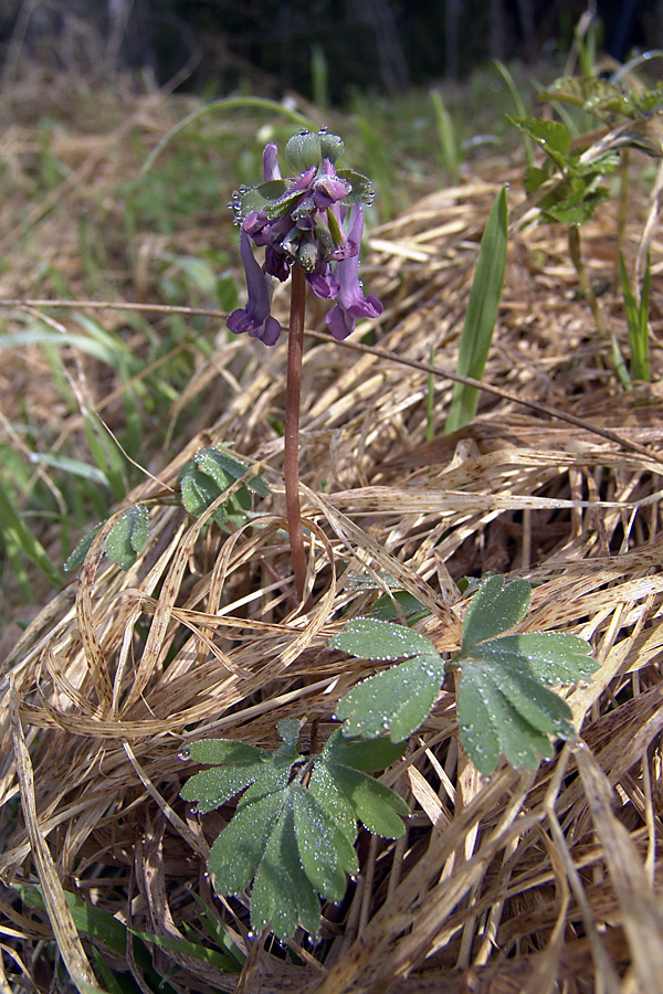 Image of Corydalis solida specimen.
