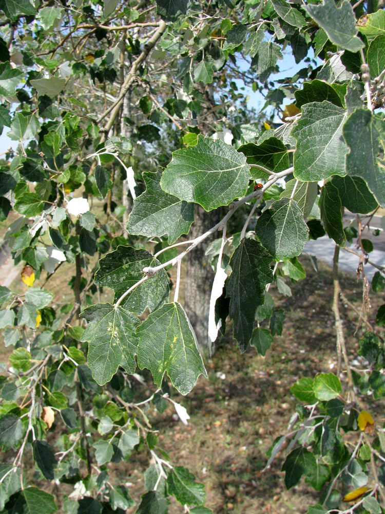 Image of Populus alba specimen.