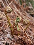 Dryopteris assimilis. Разворачивающиеся листья. Окрестности Мурманска, начало июня.