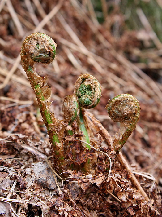 Изображение особи Dryopteris assimilis.