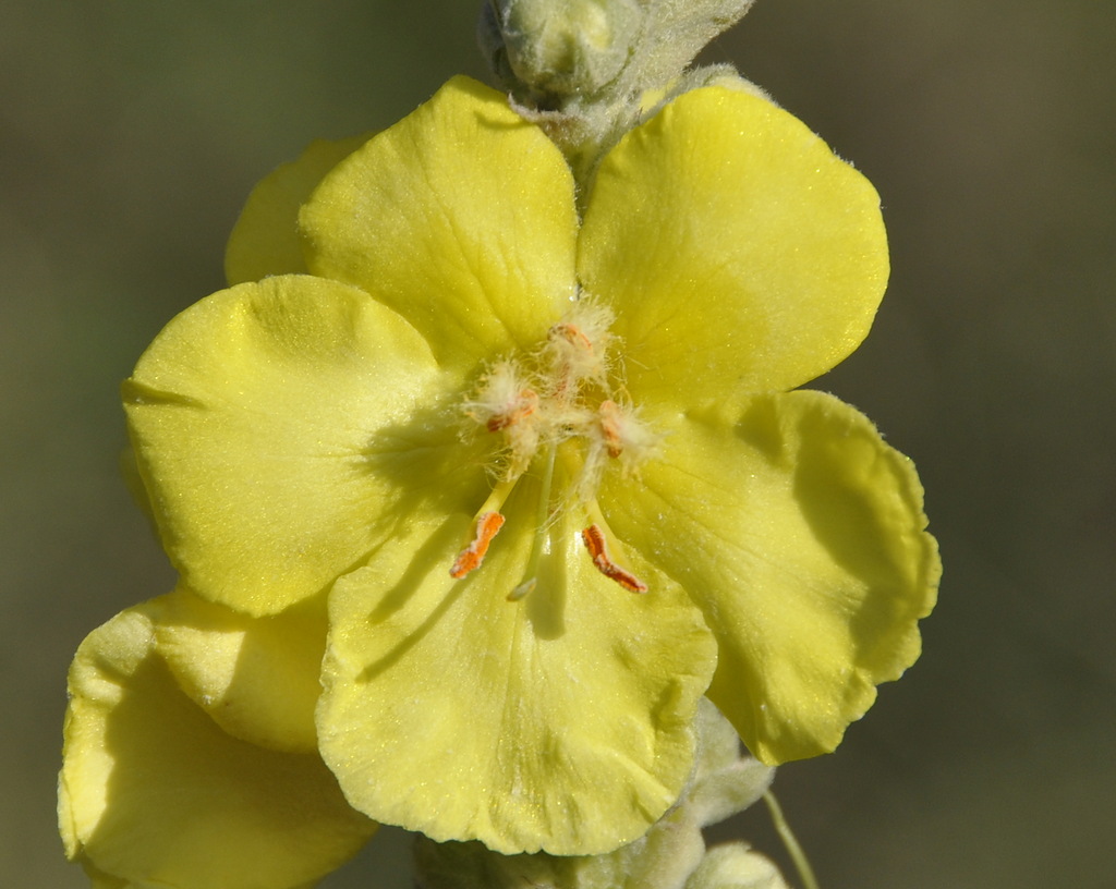 Изображение особи род Verbascum.