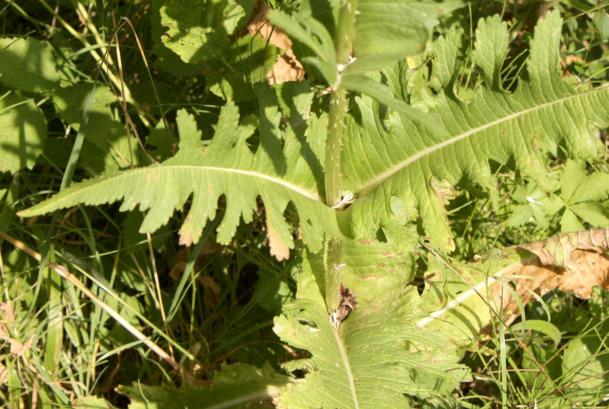 Изображение особи Dipsacus laciniatus.