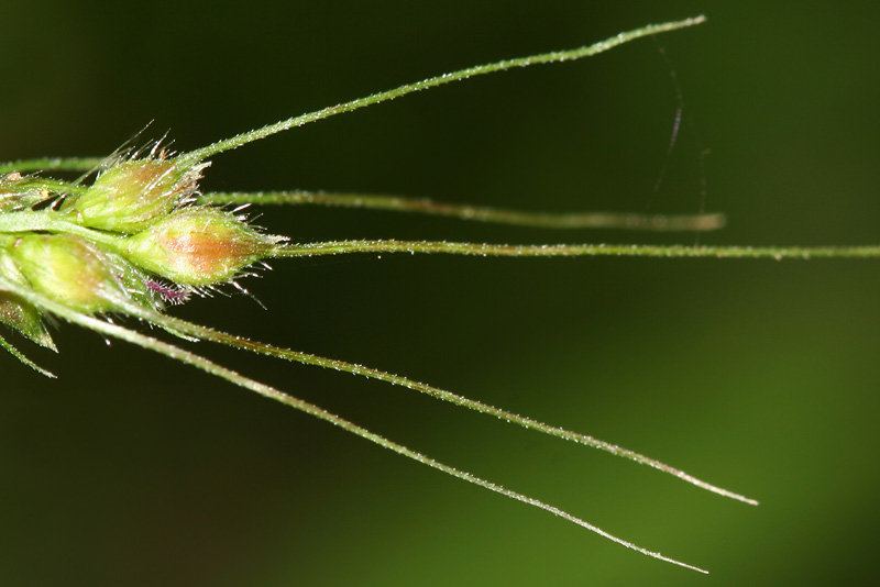 Image of Echinochloa crus-galli specimen.