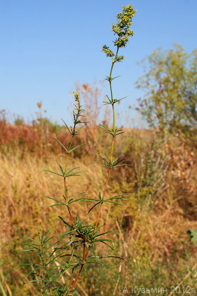 Изображение особи Galium glabratum.