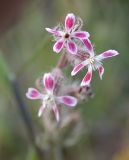 Silene gallica. Цветки. Israel, Hermon, Mount Kata. 30.04.2006.