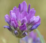 Psoralea bituminosa