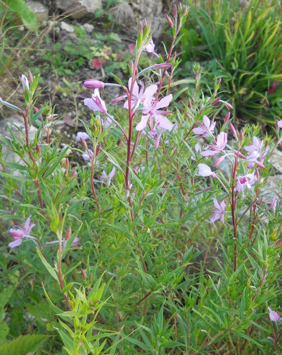 Изображение особи Chamaenerion colchicum.