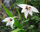 Gladiolus murielae