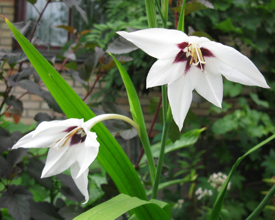 Image of Gladiolus murielae specimen.