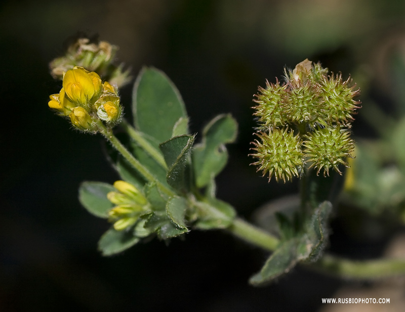 Изображение особи Medicago minima.