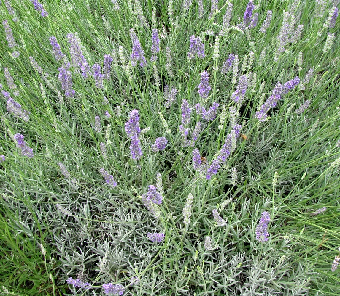 Image of Lavandula angustifolia specimen.