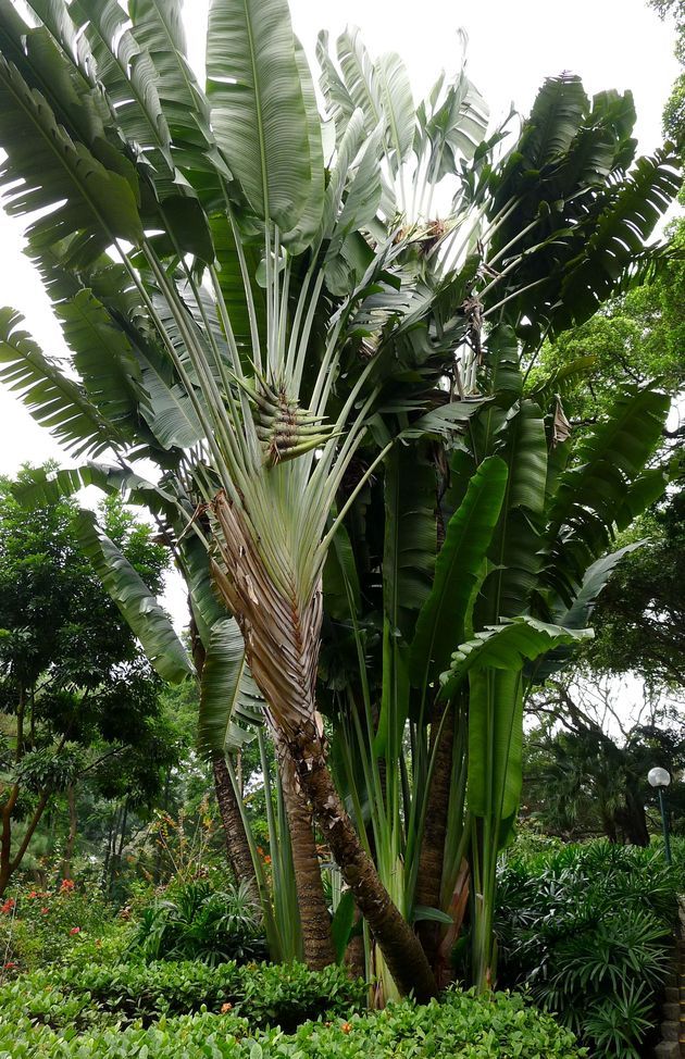 Изображение особи Ravenala madagascariensis.