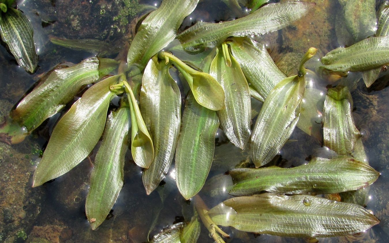 Image of Potamogeton &times; prussicus specimen.