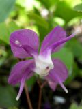 Epimedium macrosepalum