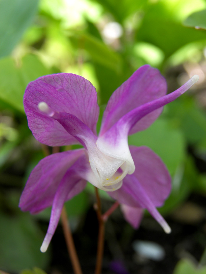 Изображение особи Epimedium macrosepalum.